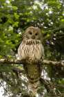 An Ural owl-perching on a tree branch and looking at the camera Notranjska forest,Slovenia Art Print